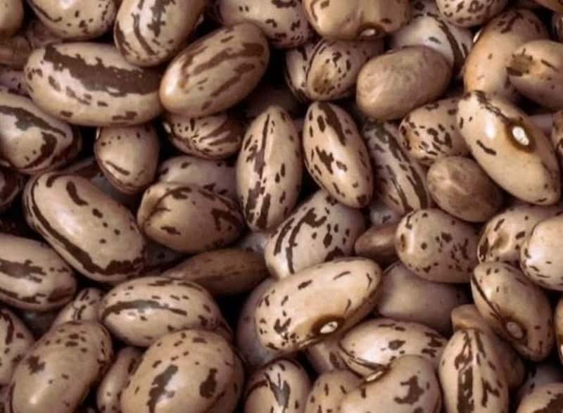 خرید و قیمت لوبیا چیتی همدان + فروش عمده
